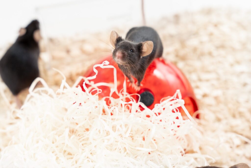 Experimentica UAB (Lithuania) receives full accreditation from AAALAC International