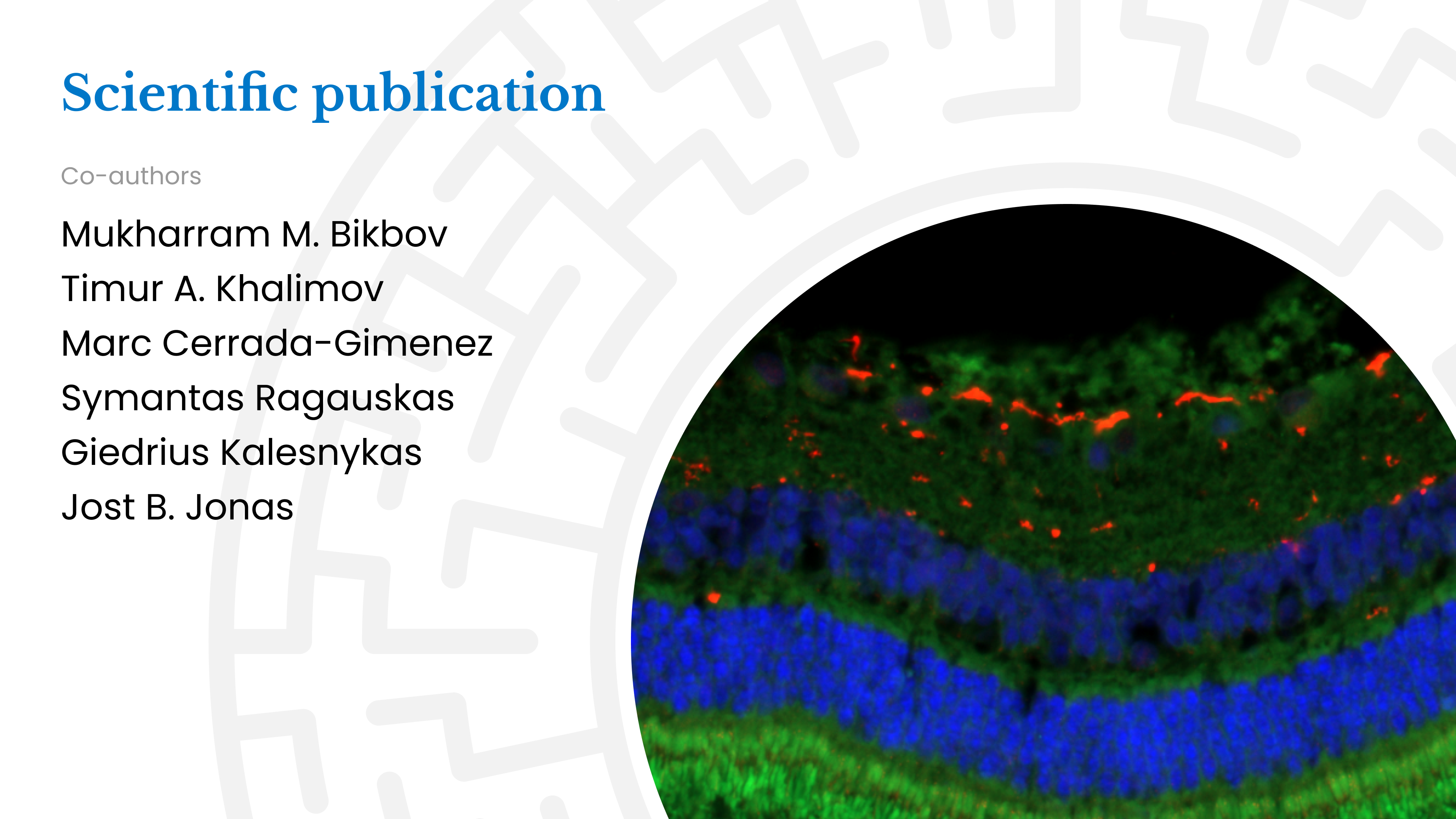Compatibility of intravitreally applied EGF factor and amphiregulin