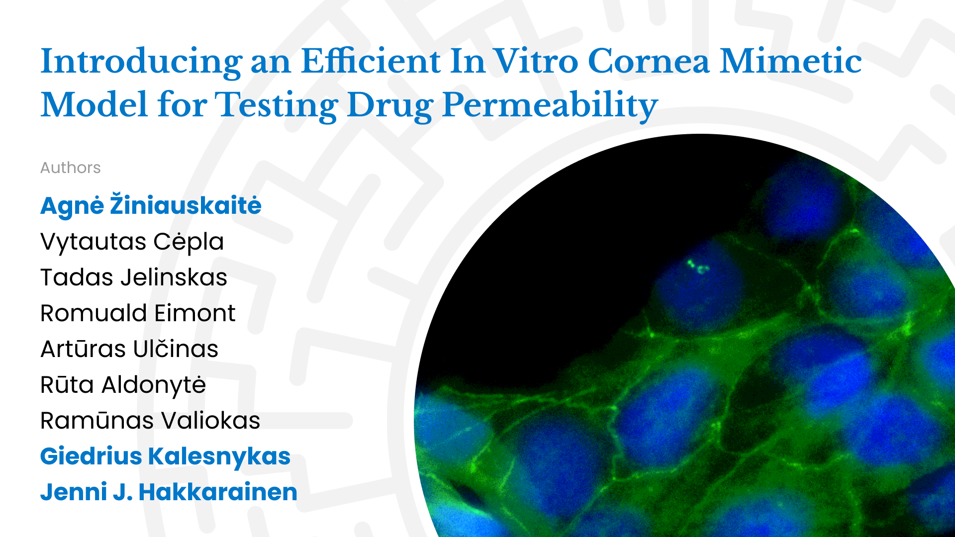 An Efficient In Vitro Cornea Mimetic Model of Testing Drug Permeability