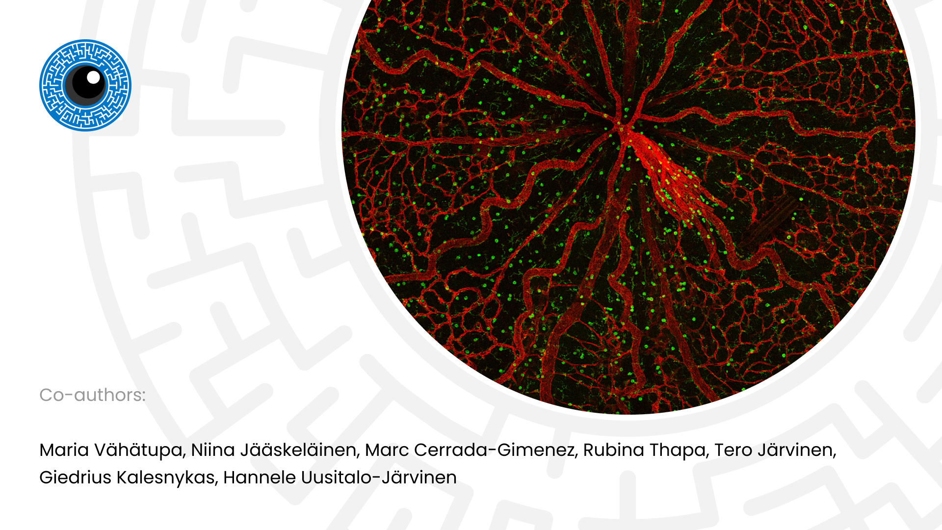Oxygen-Induced Retinopathy Model for Ischemic Retinal Diseases in Rodents